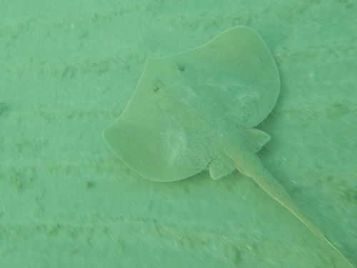 Spiny-tail Round Ray (Urotrygon aspidura)