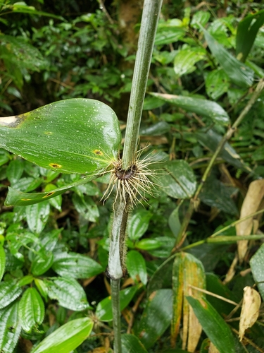 Aulonemia longiaristata