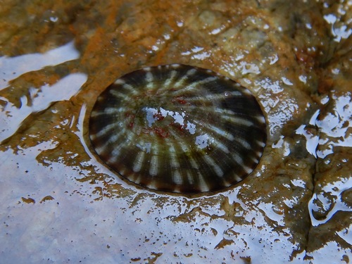 Lottia mesoleuca