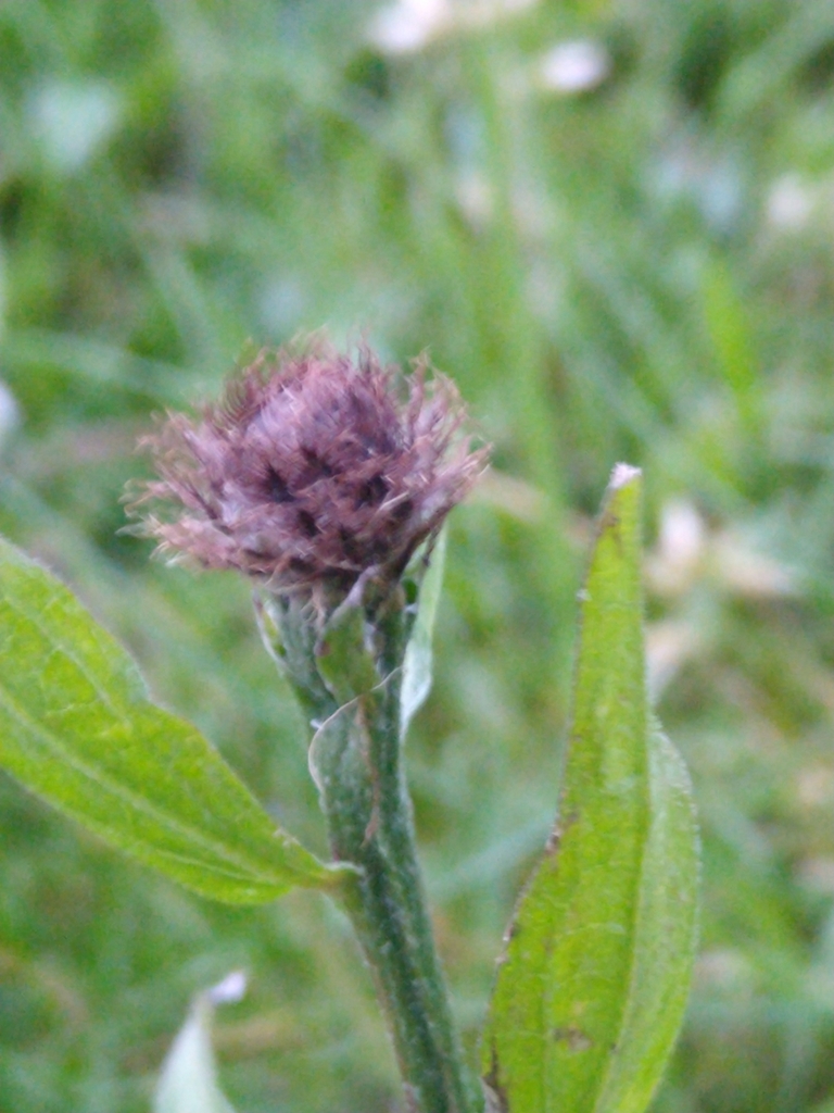 black knapweed from University of York, Derwent College, Heslington ...