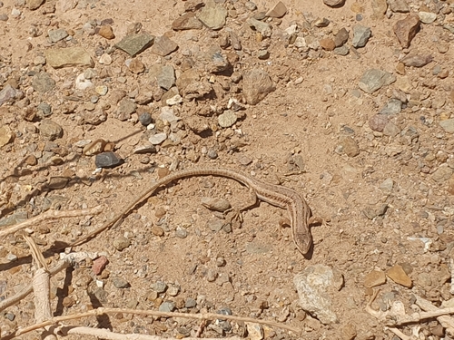 Olivier's Sand Lizard