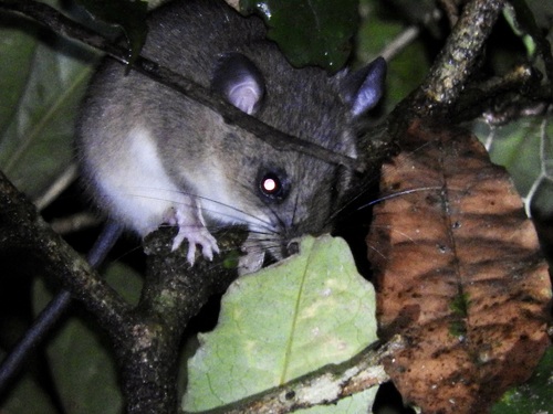 voalavoanala (Gymnuromys roberti) — Least Concern Mammalia