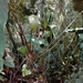 Anthurium bogotense - Photo (c) Diana Vasquez, all rights reserved, uploaded by Diana Vasquez