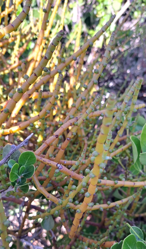 Cape Mistletoe from Kleinmond, 7195, South Africa on April 28, 2024 at ...