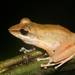 Almirante Robber Frog - Photo (c) Toby Hibbitts, all rights reserved