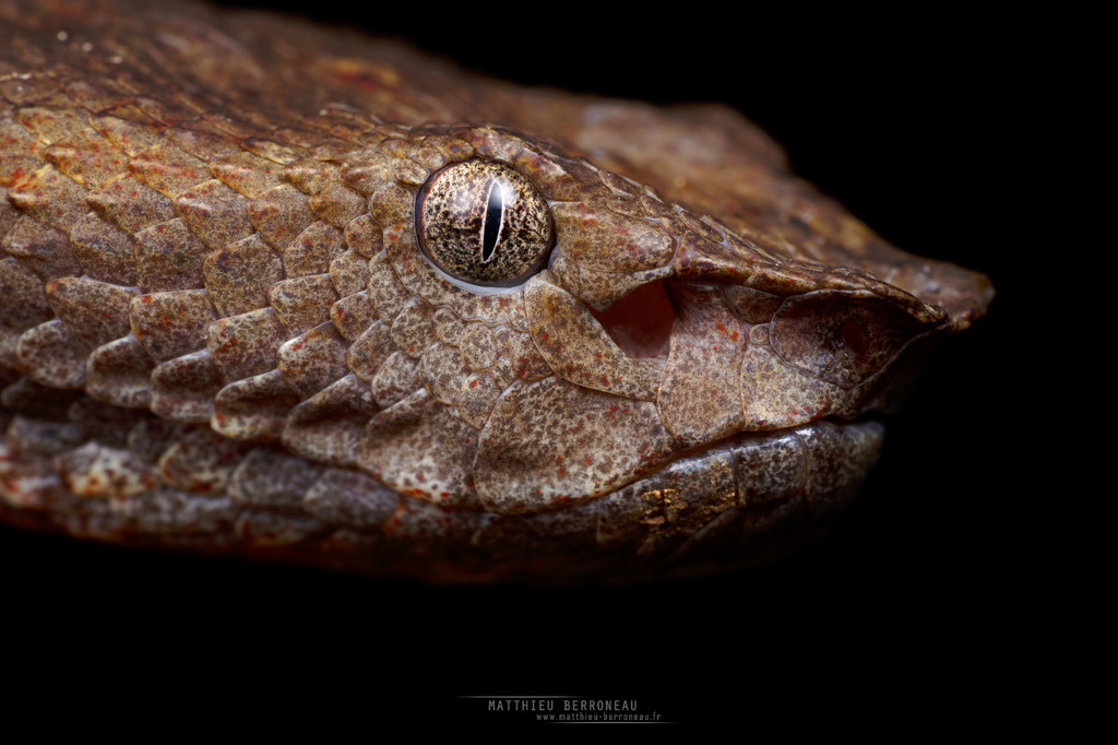 Borneo Pit Viper in March 2019 by Matthieu Berroneau. Bornean Palm Pit ...