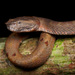 Borneo Pit Viper - Photo (c) Matthieu Berroneau, all rights reserved