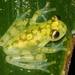 Reticulated Glass Frog - Photo (c) Toby Hibbitts, all rights reserved
