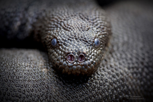 Little File Snake — seen at this dive site