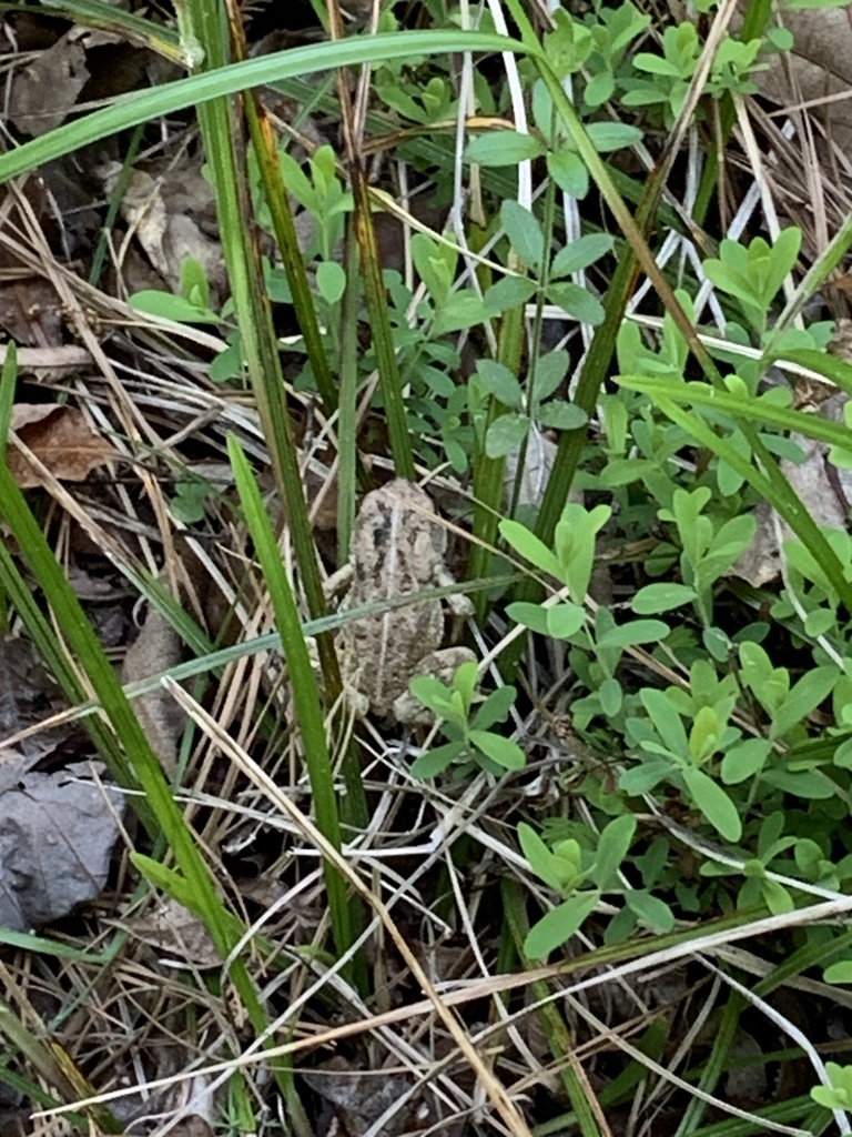 North American Toads from Asheboro, NC, US on April 29, 2024 at 05:55 ...
