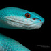 Snakes - Photo (c) Matthieu Berroneau, all rights reserved
