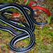 Asian Coralsnakes - Photo (c) Matthieu Berroneau, all rights reserved