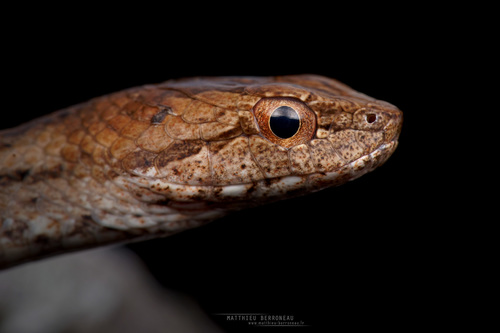 Common Mock Viper — seen at this dive site