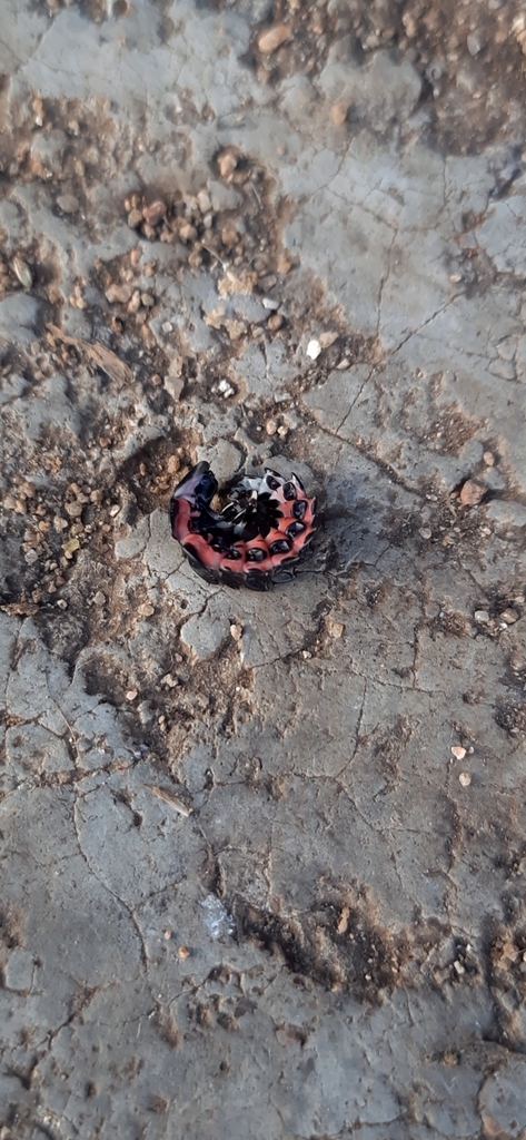 Lampyrini from Lavras do Sul, RS, 97390000, Brasil by Edinara Brasil