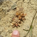 Short-lobed Broomrape - Photo (c) Adam Taylor, all rights reserved, uploaded by Adam Taylor