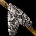 Carpenterworm Moth - Photo (c) fastjeffb, all rights reserved, uploaded by fastjeffb