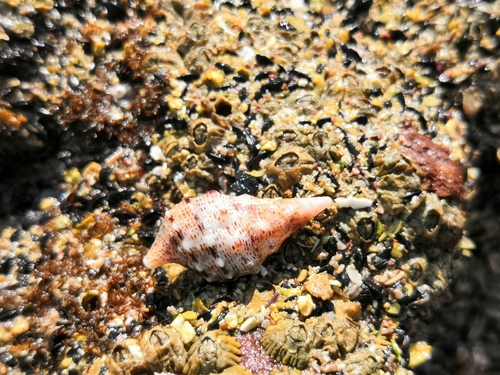 Cerithium maculosum image