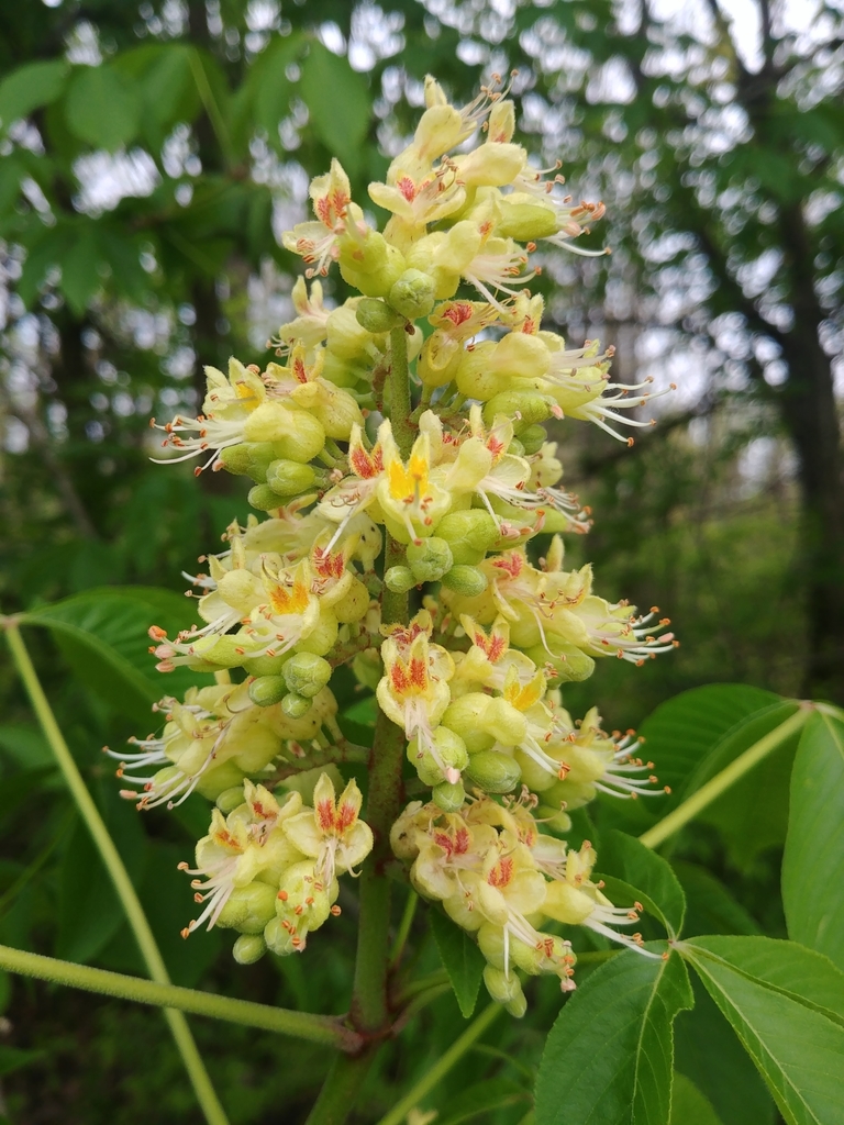 Aesculus glabra — an easy houseplant, prefers full sun light