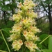 Ohio Buckeye - Photo (c) MaLisa Spring, all rights reserved, uploaded by MaLisa Spring