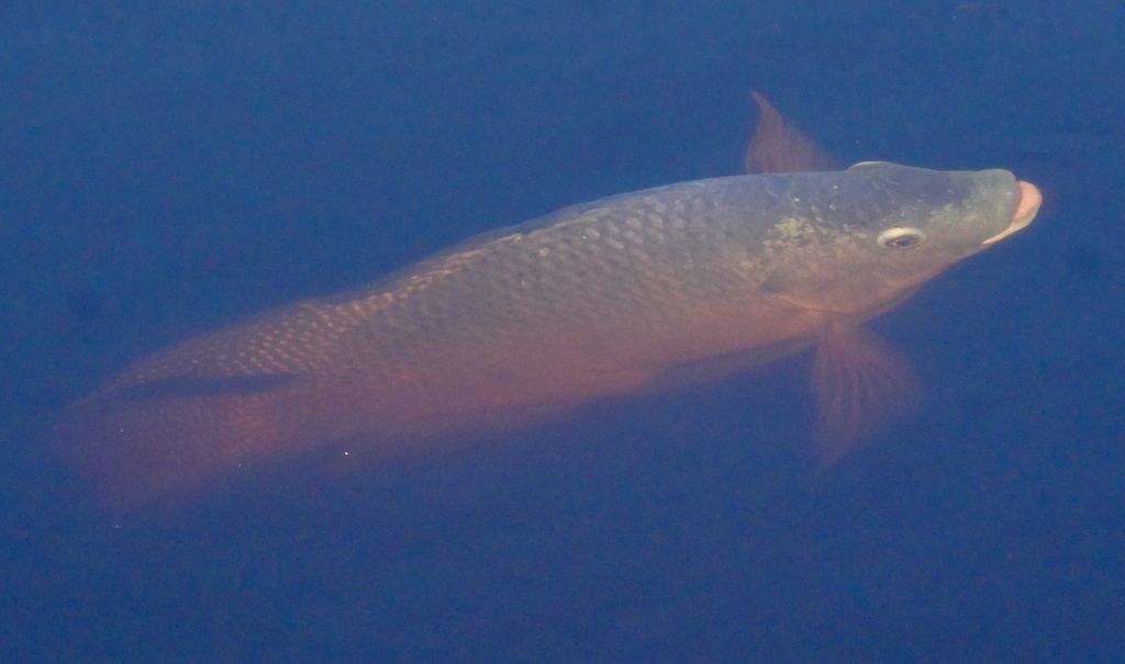 Blue Tilapia from Lake Jackson, Kenansville, FL, US on March 8, 2024 at ...