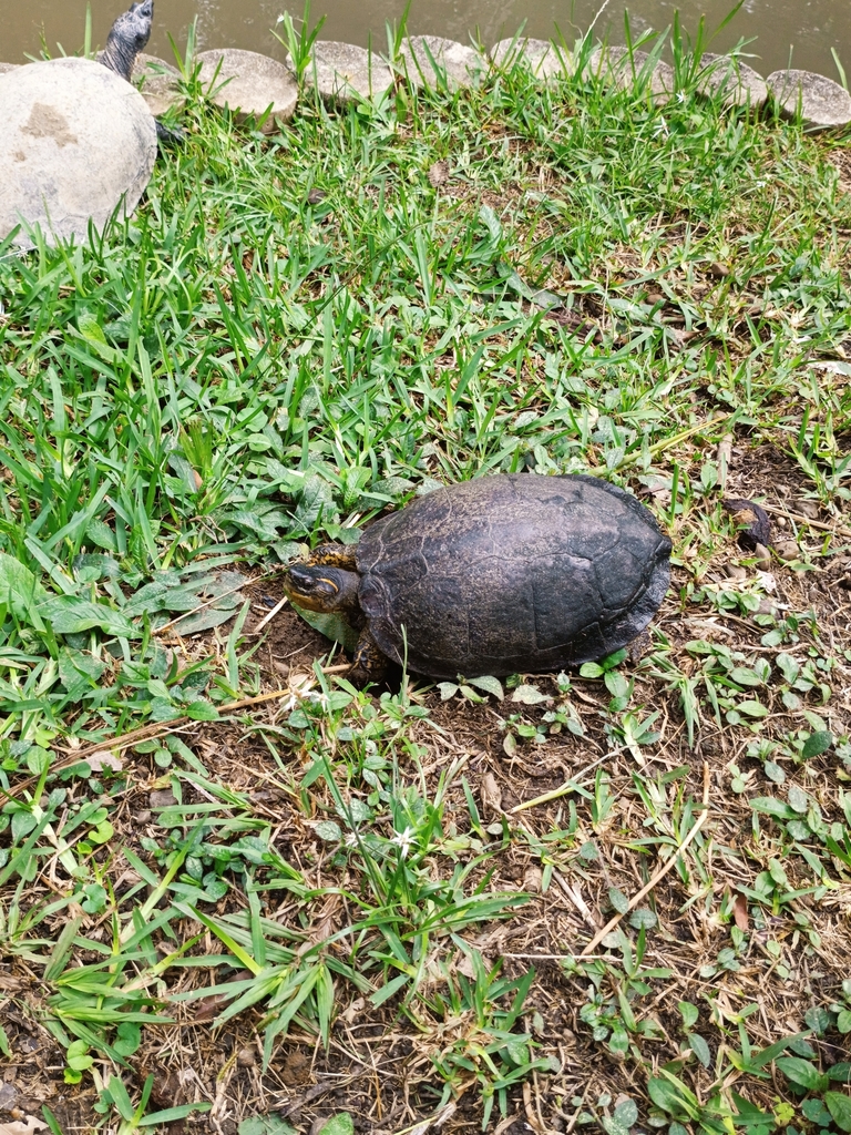 Colombian Wood Turtle from Comuna 3 San Francisco, Alarcón, Bucaramanga ...