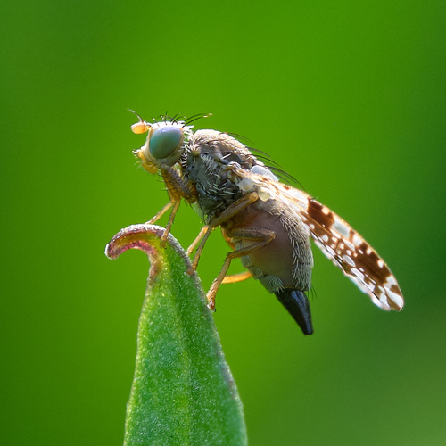 Trupanea crassipes · BioDiversity4All