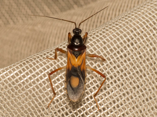 How to identify Rasahus biguttatus (Say, 1832)