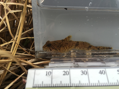 Slimy Sculpin
