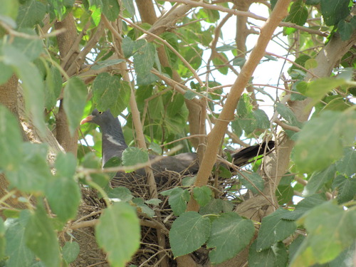 Common Wood-Pigeon