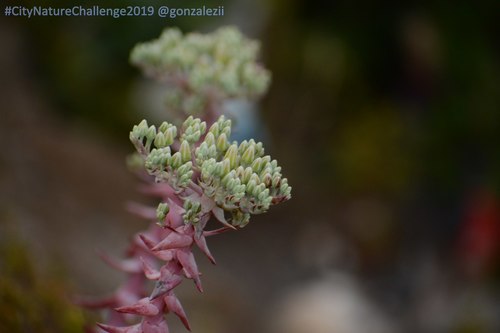 Britton's Dudleya
