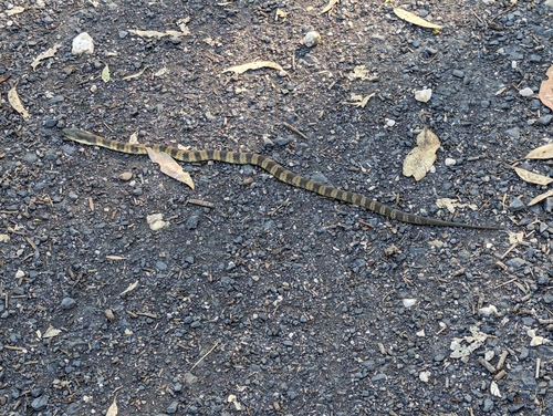 Tiger Snake sighting