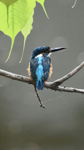 Common Kingfisher