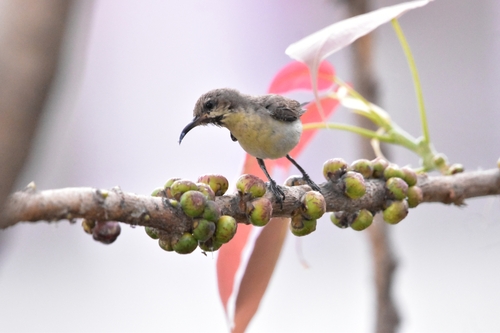 Purple Sunbird