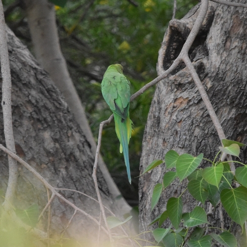 Rose-ringed Parakeet