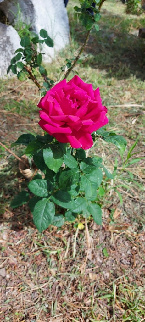 roses from Cochabamba on April 29, 2024 by Naira Duran · iNaturalist