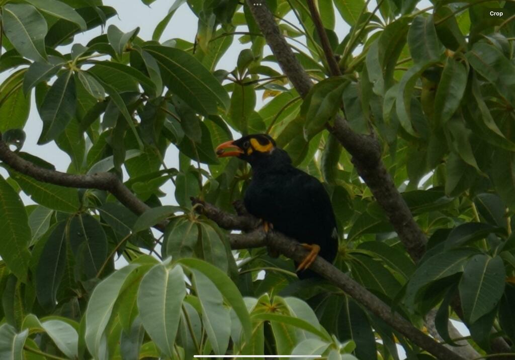 Tenggara Hill Myna (Gracula venerata) photo