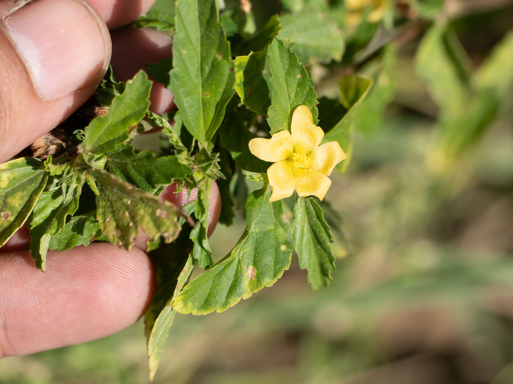 three-lobe false mallow from Ñuflo de Chávez, Bolivia on April 28, 2024 ...