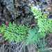 Poison Rock Fern - Photo (c) Melissa Hutchison, all rights reserved, uploaded by Melissa Hutchison