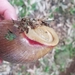 Megalobulimus sanctaepauli - Photo (c) guessingatgreen, todos los derechos reservados