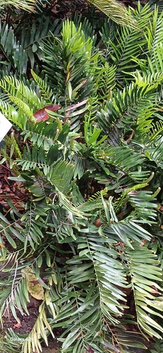 Coontie (Zamia floridana)