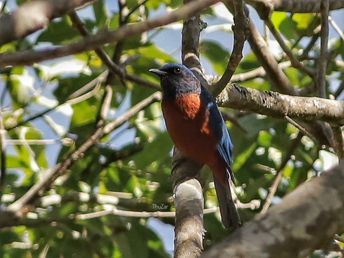 Chestnut-bellied Rock-Thrush