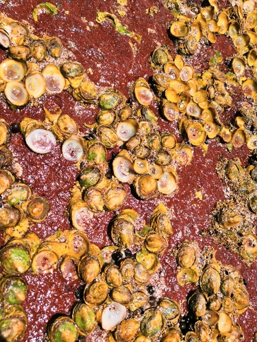 Pilosabia trigona