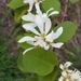 Cusick's Serviceberry - Photo (c) Stephanie Klym, all rights reserved