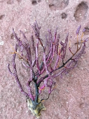 Muricea purpurea image