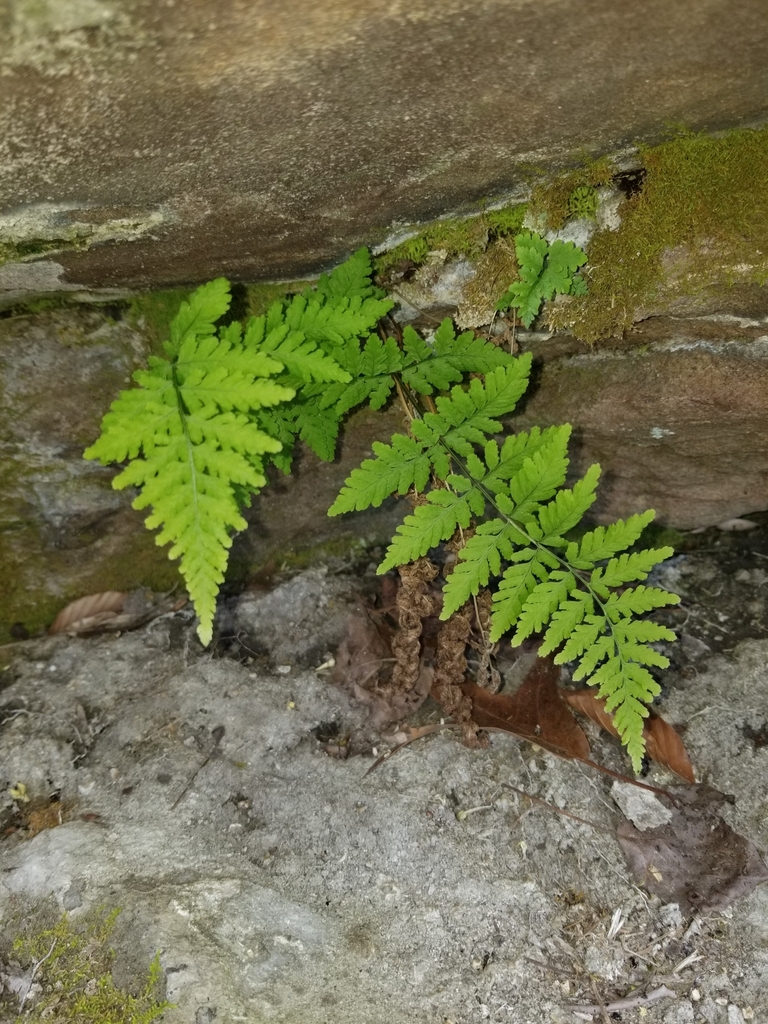 Tennessee bulblet fern in April 2024 by Iris Copen. Sparsely scattered ...