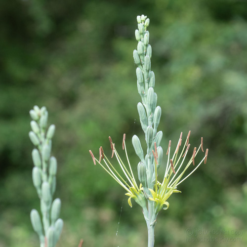 Siler's tuberose (Manfreda sileri)