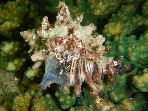 Hexaplex princeps