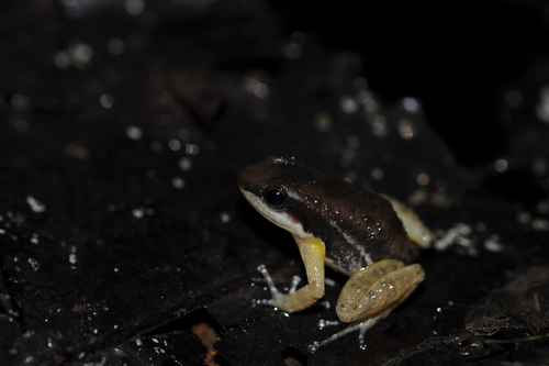 Bilsa White-chested Frog