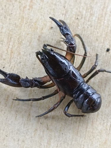 Manchurian Crayfish