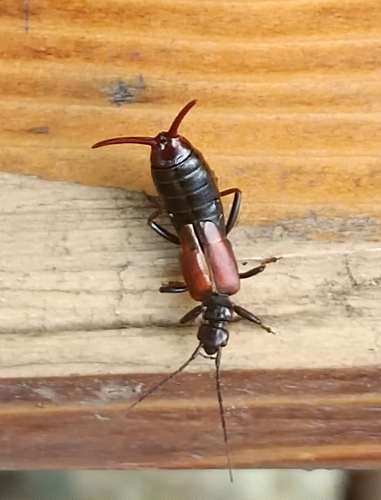 Timomenus komarowi